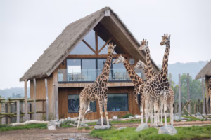 giraffe